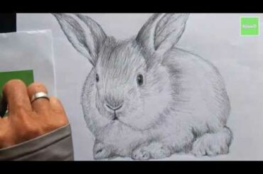 How to Draw a Rabbit, Pencil Art