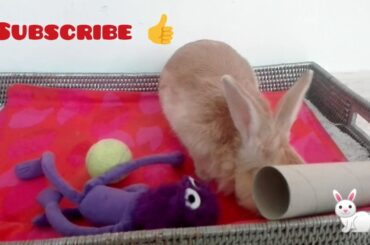 Cute rabbit actions.