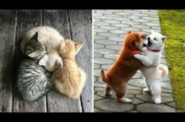 Cute baby animals Videos Compilation cute moment of the animals   Soo Cute! #42