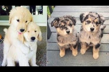 Cute baby animals Videos Compilation cute moment of the animals   Soo Cute! #34