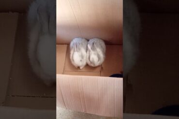 Rabbit 🐇🐇🐇🐇🐇🐇