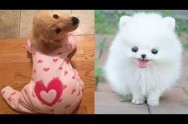 Cute baby animals Videos Compilation cute moment of the animals   Soo Cute! #30
