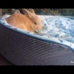 กระต่ายน้อย สนุกกับที่นอนใหม่ Baby rabbits and their new bed