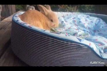 กระต่ายน้อย สนุกกับที่นอนใหม่ Baby rabbits and their new bed