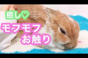 【癒し♡】うさぎをモフモフお触りする【cute rabbit】