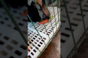 Cute rabbits eating carrots