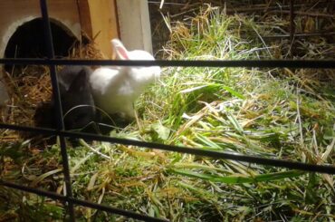 rabbits.First jumping of small rabbits