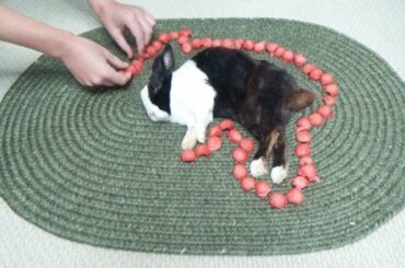 Waking A Sleeping Rabbit By Surrounding Him With Watermelon