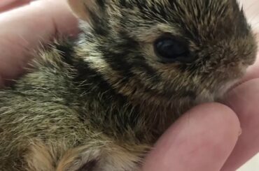 BABY COTTONTAIL BUNNY RESCUED FROM BEAGLE | NEWBORN TO 3 WEEKS OLD