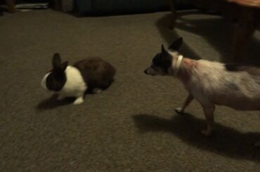 Dog goes after cute rabbit