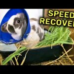 Bunny fights to recover from surgery