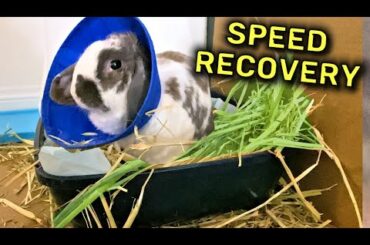 Bunny fights to recover from surgery