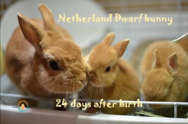 ネザーランドドワーフの赤ちゃん 生後23.24日目 Fluffy bunny baby NetherlandDwarf