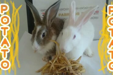 Rabbit eating potato shell ASMR  Cute Bunny Romeo and juliet #rabbit #bunny #pet