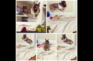 Lily binky compilation! Bunny rabbit binkies! Funny and cute! Sheer Bunny Bliss