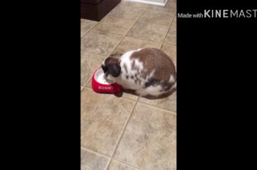 Cinnamon eating carrots!