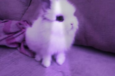 The cutest bunny ever