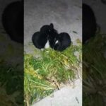Rabbit Babies