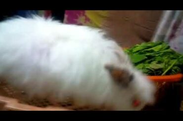 Lionhead rabbit