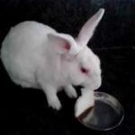 Bunny | rabbit | cute bunnies | cute rabbit | Pet lover |rabbit love