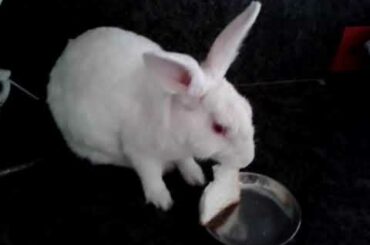 Bunny | rabbit | cute bunnies | cute rabbit | Pet lover |rabbit love