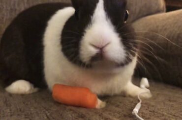 BUNNY MUKBANG ASMR!!