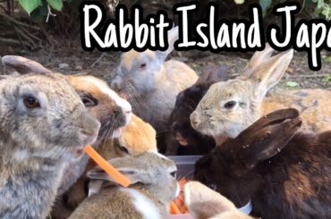 [ASMR]Cute rabbits eating carrot | Rabbit Island in Japan（大久野島/うさぎ島）