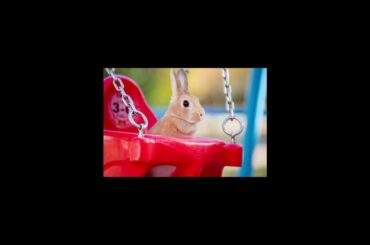 可愛い公園の兎、Cute rabbit in the park