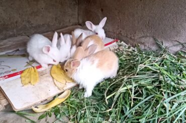 Cute Bunnies Eating Banana peels