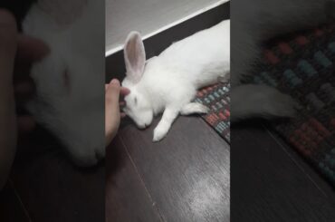 How to massage and give head rubs to your bunny.