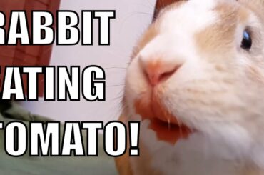 BEAUTIFUL RABBIT EATING TOMATO IN SUMMER