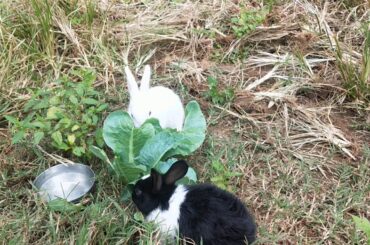 Rabbit food leafs in garden
