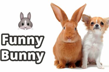 Funny Bunny Rabbit - Funny Cats and Dogs Videos Compilation