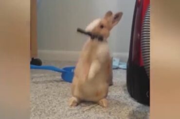 Funny moment rabbit "cute"