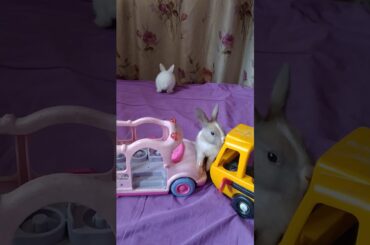 Rabbit sweet babies 😍
