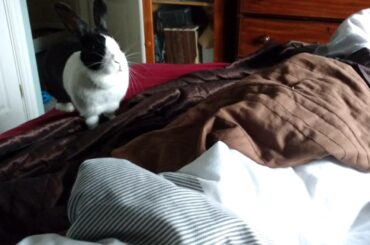 Happy Honking rabbit noise