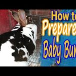Preparing for baby rabbits: How to Guide Nesting Box