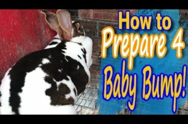 Preparing for baby rabbits: How to Guide Nesting Box