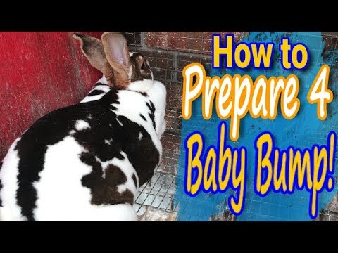 Preparing for baby rabbits: How to Guide Nesting Box