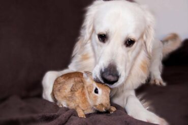 Dog and Rabbit - Their Friendship Has No Limits!
