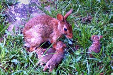 Mother Cottontail Rabbit with Babies