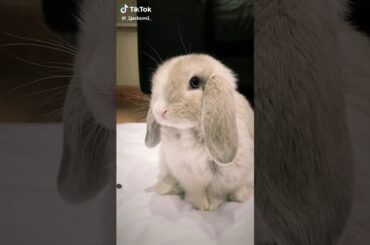 Muy lindo conejo. Really cute rabbit.