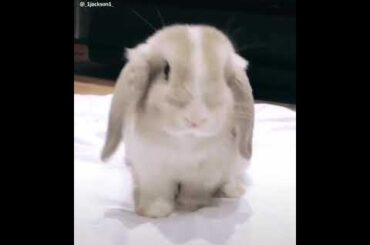 Otro lindo conejo. Another cute rabbit.