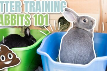 Litter Training Rabbits 101
