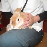 Cute Rabbit for Adoption Lapin Mimi ...