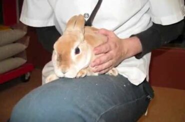 Cute Rabbit for Adoption Lapin Mimi ...