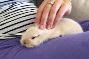 Baby Bunny Love To Cuddle