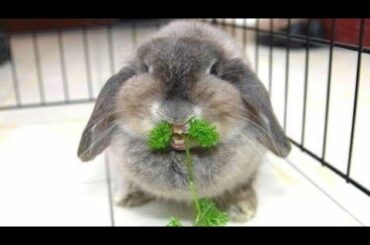 Funny and Cute Baby Bunny Rabbit Videos - Baby Animal Video Compilation (2019)