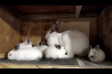 The Fight For Breast Milk