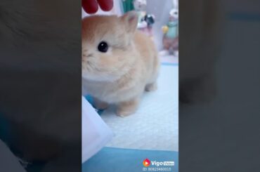 Muy lindo conejo pequeño. Really cute small rabbit.